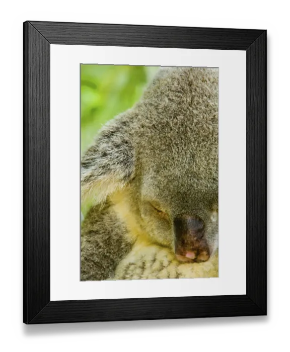 Framed Print : Koala, koala bear, koalas (Phascolarctos cinereus) Framed Print : Koala, koala bear, koalas (Phascolarctos cinereus)