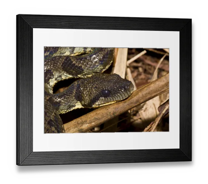 Framed Print : Madagascar dog-head boa, madagascar tree boa (Boa manditra)