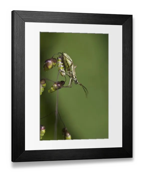 Framed Print : Meadow Plant Bug (Leptopterna dolabrata) adult female Framed Print : Meadow Plant Bug (Leptopterna dolabrata) adult female