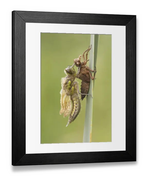 Framed Print : Four-spotted Chaser (Libellula quadrimaculata) adult Framed Print : Four-spotted Chaser (Libellula quadrimaculata) adult