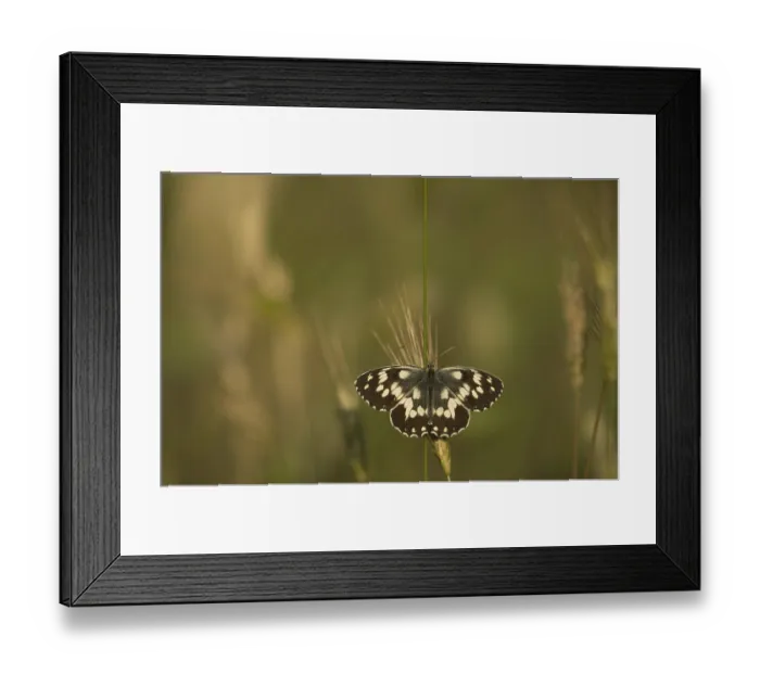 Framed Print : Melanargia galathea, Other animals Framed Print : Melanargia galathea, Other animals