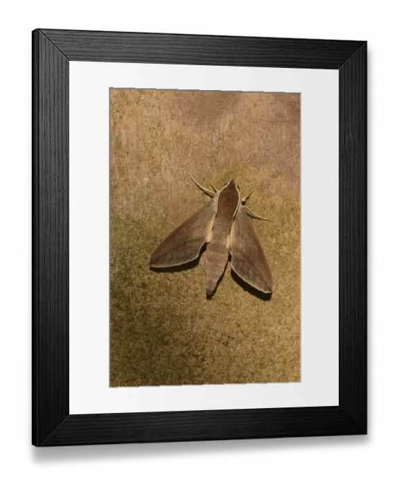 Framed Print : Levant Hawkmoth (Theretra alecto) adult