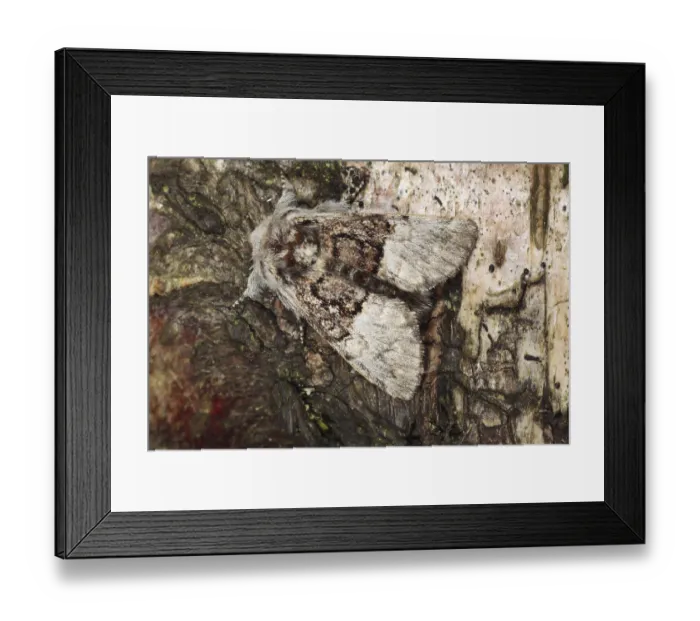 Framed Print : Nut-tree Tussock (Colocasia coryli) adult