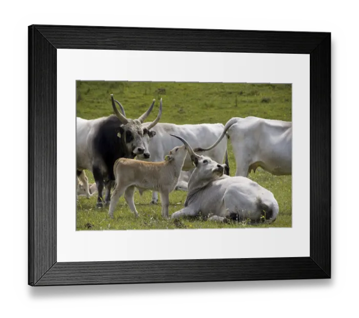 Framed Print : Hungarian grey cattle, Hungarian steppe cattle