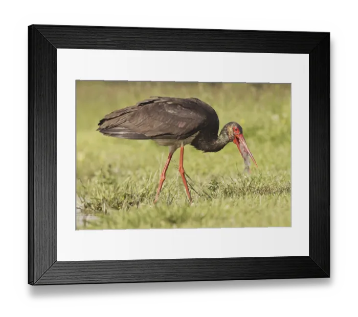 Framed Print : Black stork (Ciconia nigra) adult