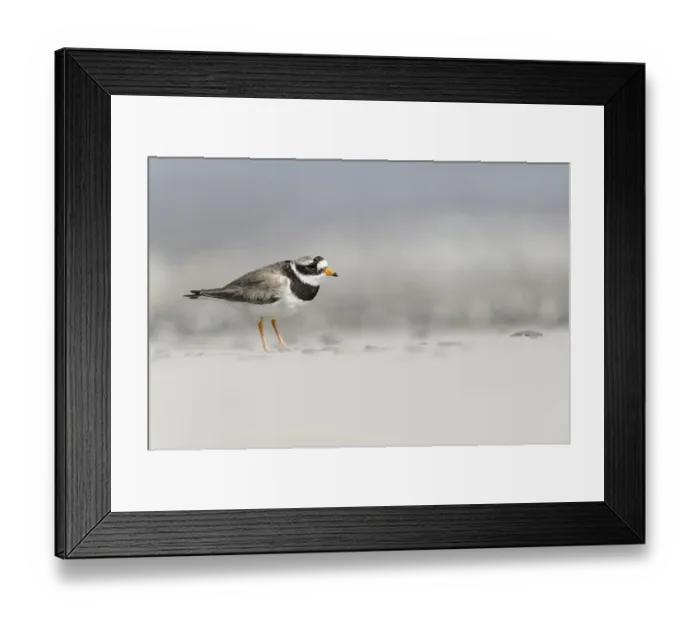 Framed Print : Ringed plover (Charadrius hiaticula) adult