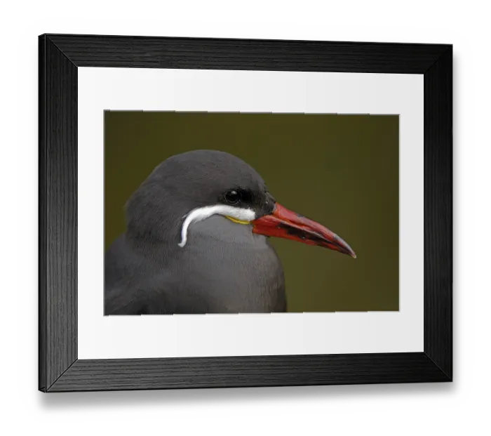 Framed Print : Tern, Larosterna inca Framed Print : Tern, Larosterna inca