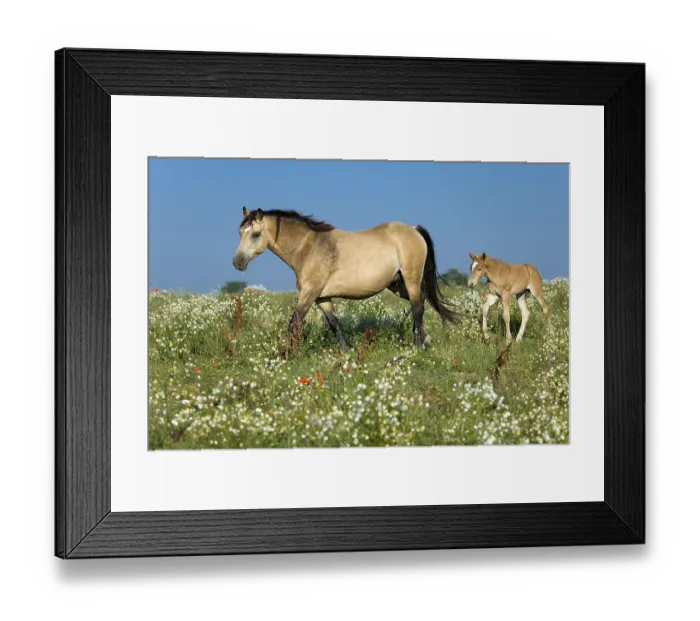 Framed Print : Horse-Mix, German Riding Pony - Haflinger, Foal