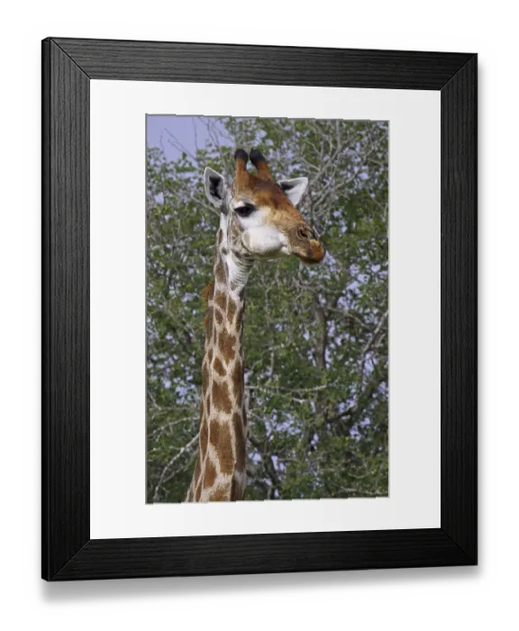 Framed Print : Giraffenportr