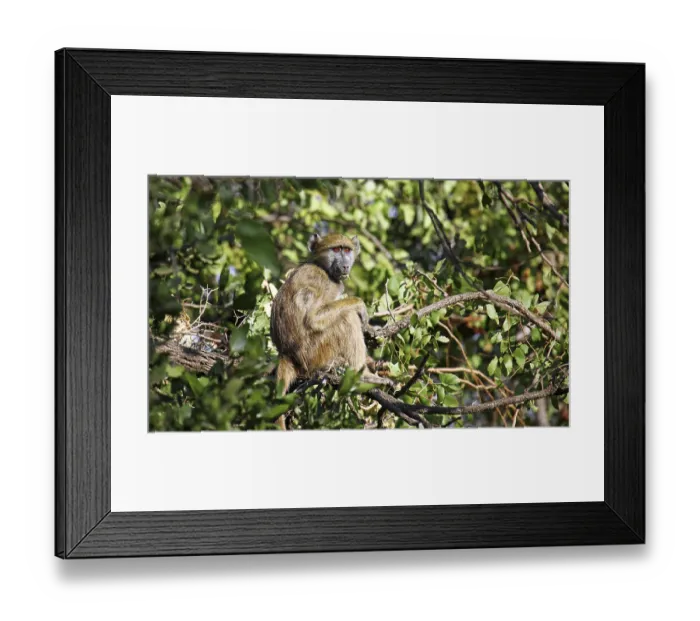 Framed Print : Pavian sitzt im Baum, Kruger Nationalpark, S