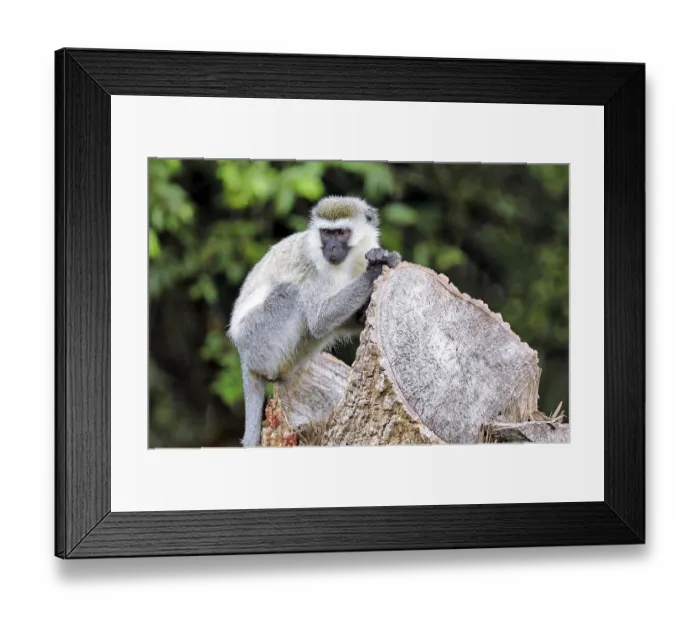 Framed Print : Vervet monkey (Chlorocebus) at Lake Mburo National Park in Uganda Framed Print : Vervet monkey (Chlorocebus) at Lake Mburo National Park in Uganda
