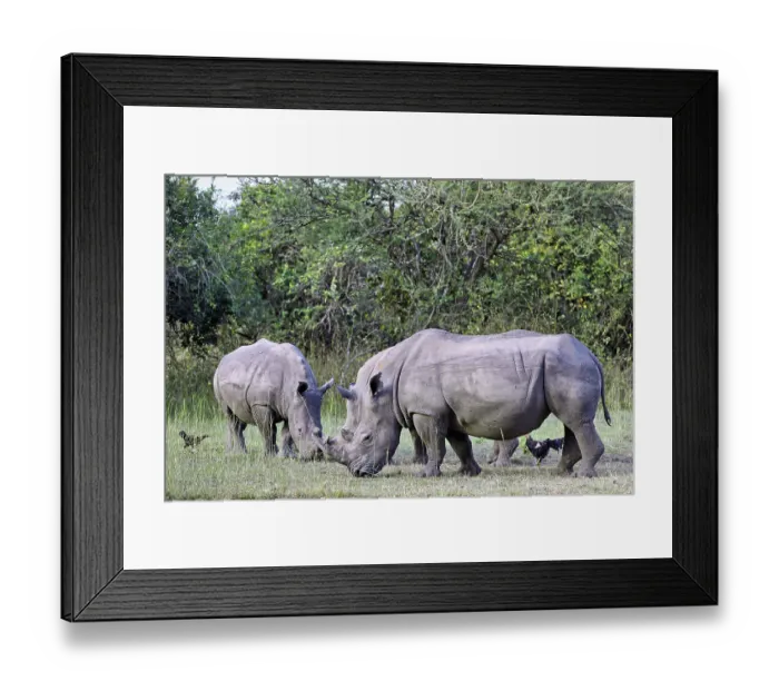 Framed Print : Nashorner im Ziwa-Nashorn-Schutzgebiet Framed Print : Nashorner im Ziwa-Nashorn-Schutzgebiet