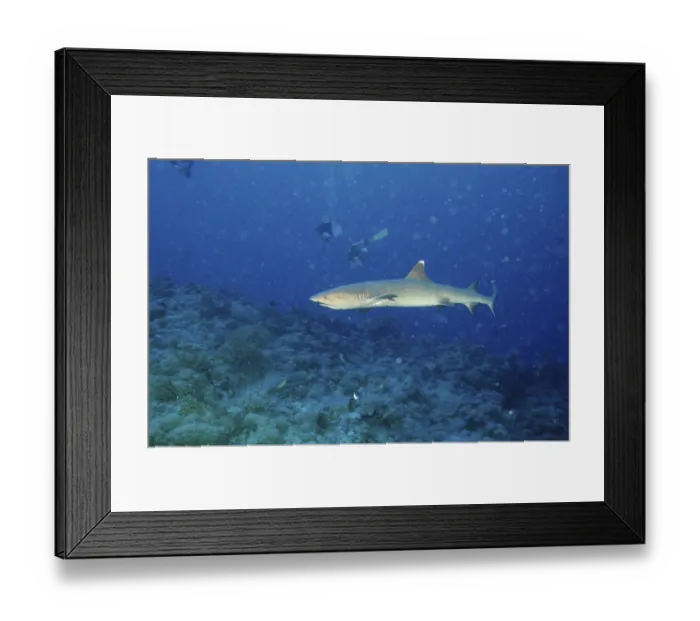 Framed Print : Whitetip reef shark, white tip shark Framed Print : Whitetip reef shark, white tip shark