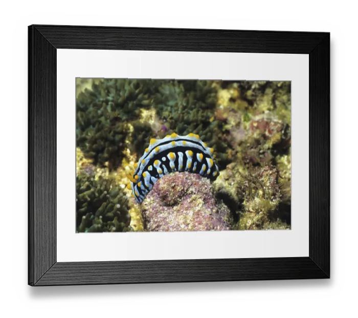 Framed Print : Warty snail