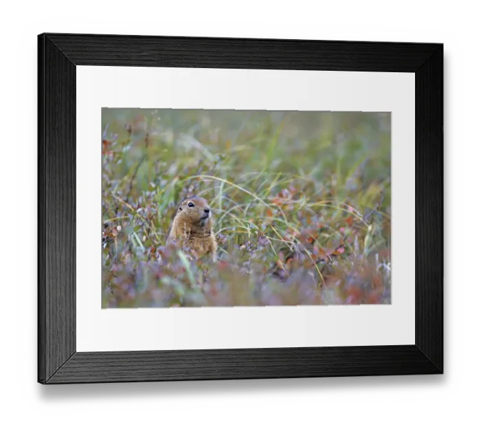 Framed Print : Arctic ground squirrel (Spermophilus parryii) curiously watching the photographer (Arctic Ground Squirrel) Framed Print : Arctic ground squirrel (Spermophilus parryii) curiously watching the photographer (Arctic Ground Squirrel)