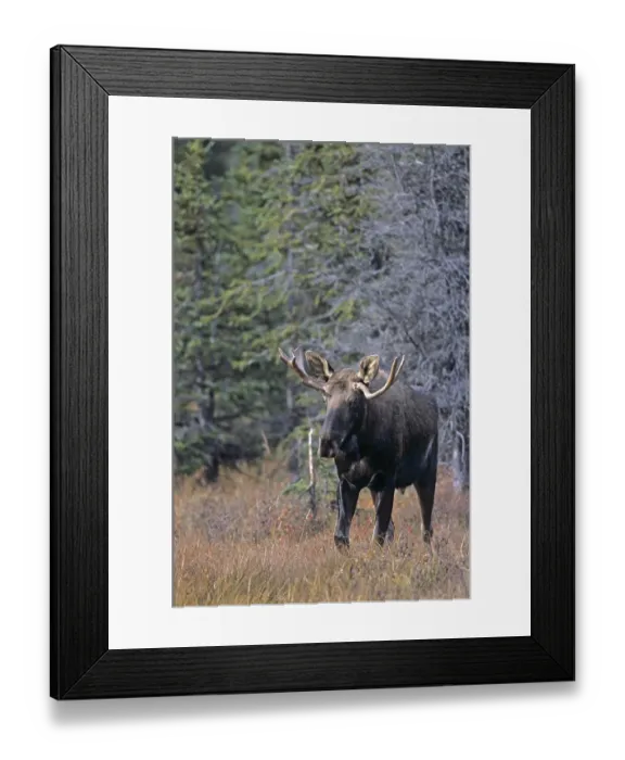 Framed Print : Young bull elk in the time of rut (Alaskan moose)