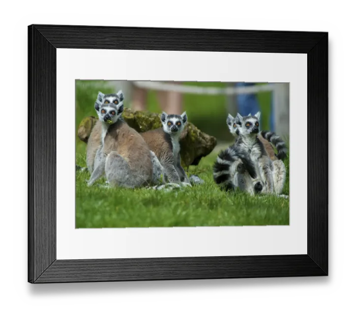 Framed Print : Affen, africa, alert, animal, beautiful