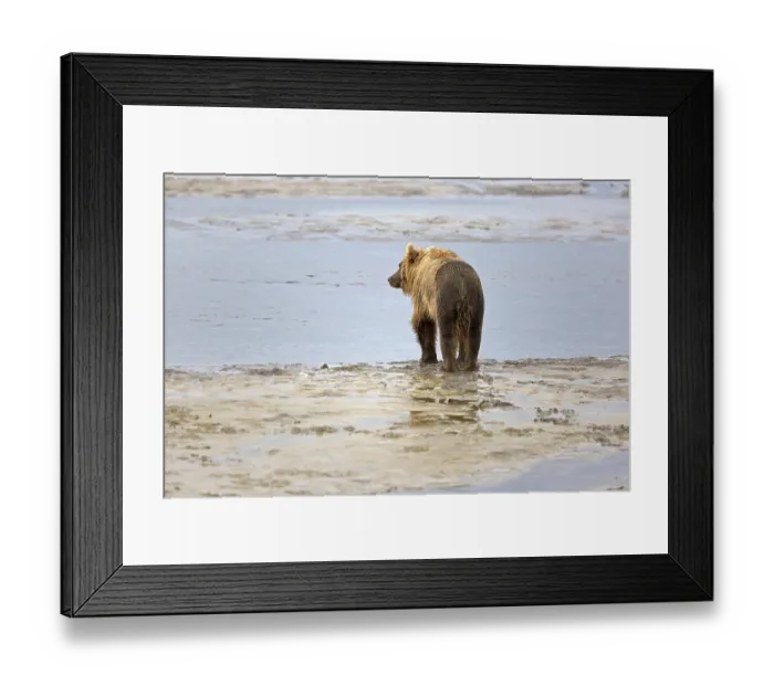 Framed Print : Grizzly bear on the banks of the Douglas River in Katmai National Park in Alaska