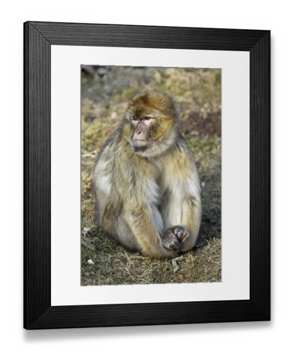 Framed Print : Berberaffe Framed Print : Berberaffe
