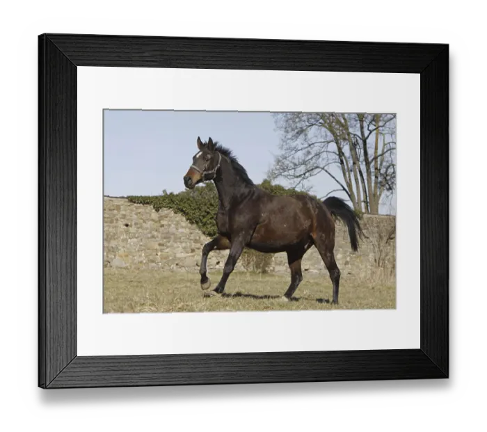 Framed Print : Galloping Trakehner