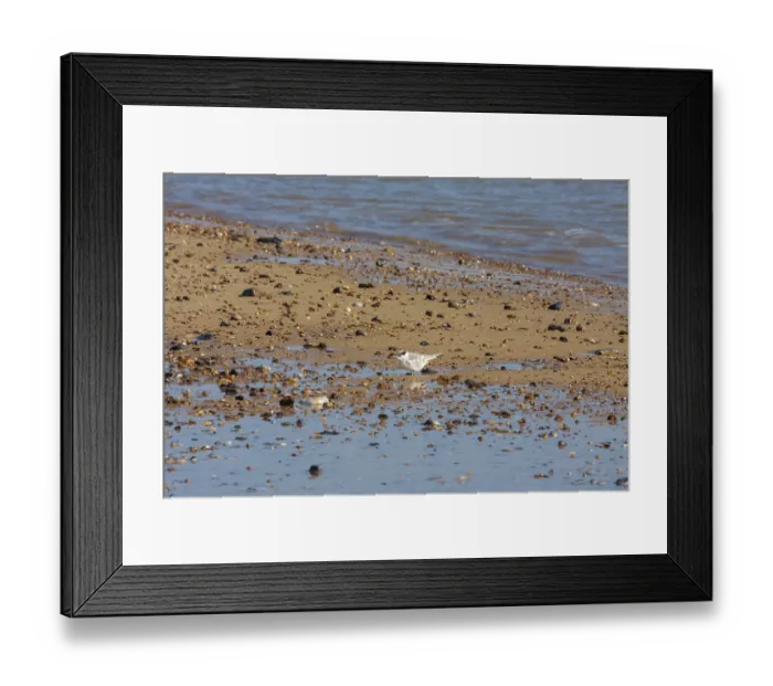 Framed Print : Little Tern juvenile (sternula albifrons) on the beach at Winterton-on-Sea Norfolk