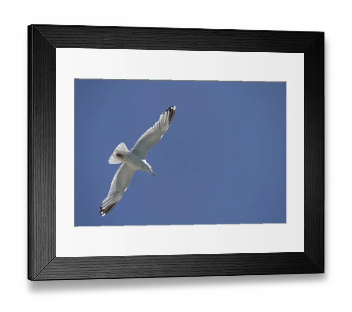 Framed Print : Common Gull, Larus canus, in flight at Brighton