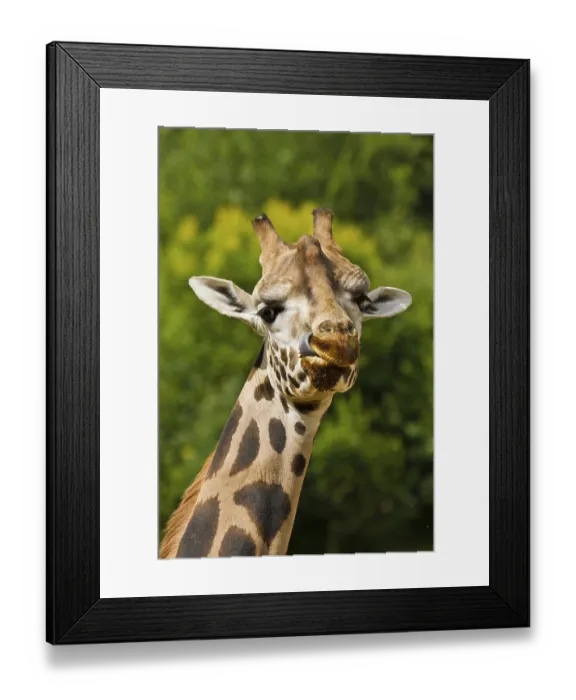 Framed Print : Uganda giraffe or rothschild's giraffe (Giraffa camelopardalis rothschildi)