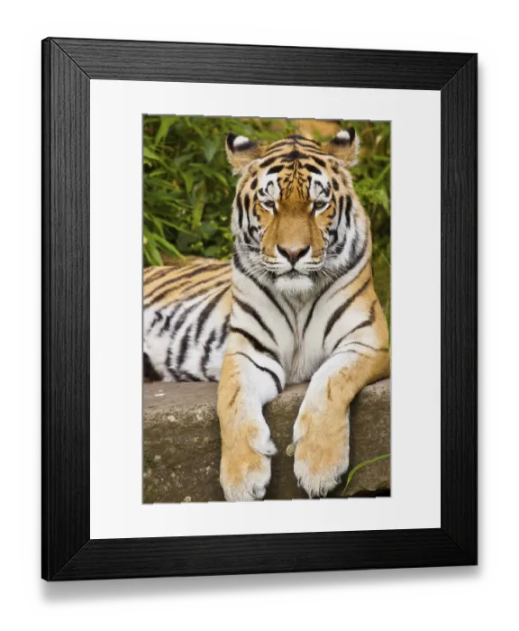 Framed Print : Siberian tiger (Panthera tigris altaica)