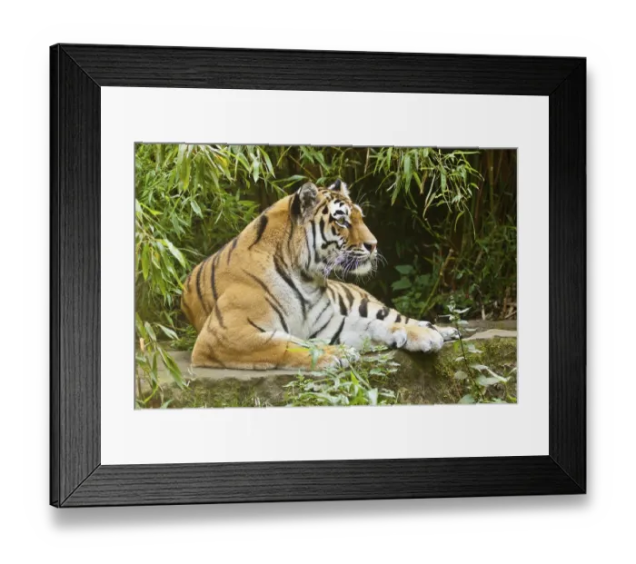 Framed Print : Siberian tiger (anthera tigris altaica)