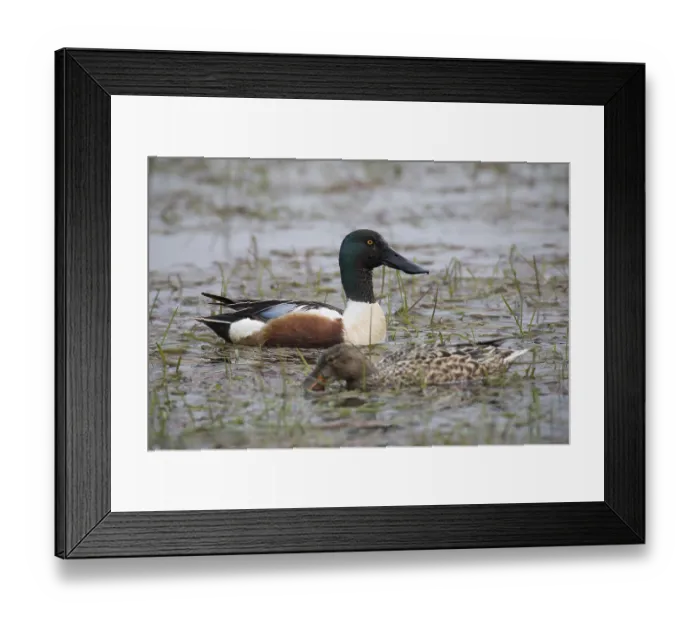 Framed Print : Loeffelente, Spatula clypeata, northern shoveler