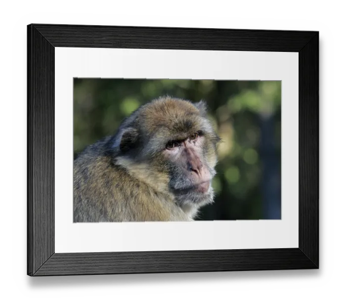 Framed Print : Barbary Ape - Barbary Macaque (Macaca sylvanus) Framed Print : Barbary Ape - Barbary Macaque (Macaca sylvanus)