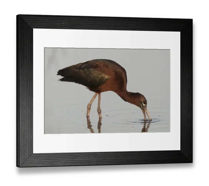 Framed Print : Glossy Ibis (Plegadis falcinellus) Framed Print : Glossy Ibis (Plegadis falcinellus)