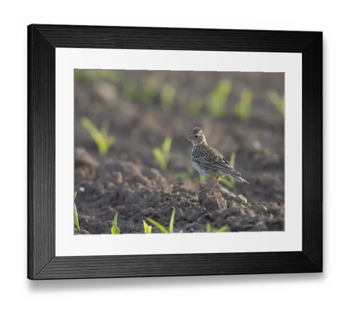 Framed Print : Skylark (Alauda arvensis) Framed Print : Skylark (Alauda arvensis)