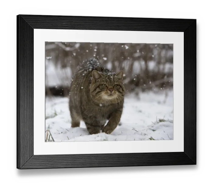 Framed Print : Wildcat (Felis silvestris), Rhineland-Palatinate Framed Print : Wildcat (Felis silvestris), Rhineland-Palatinate