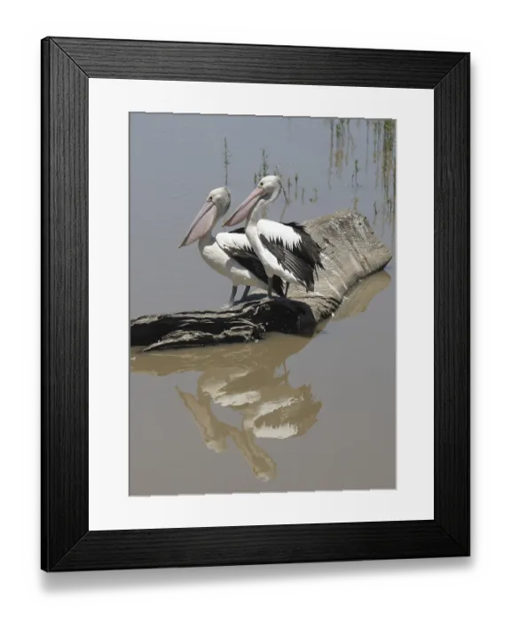 Framed Print : Two pelicans sitting on a tree log in water