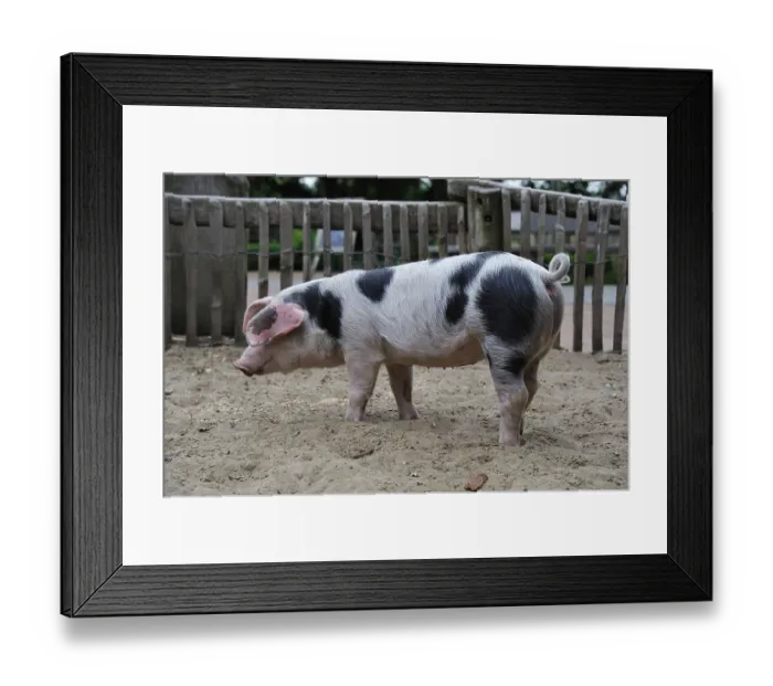 Framed Print : Colourful Bentheimer pig, Zoo Nordhorn Framed Print : Colourful Bentheimer pig, Zoo Nordhorn