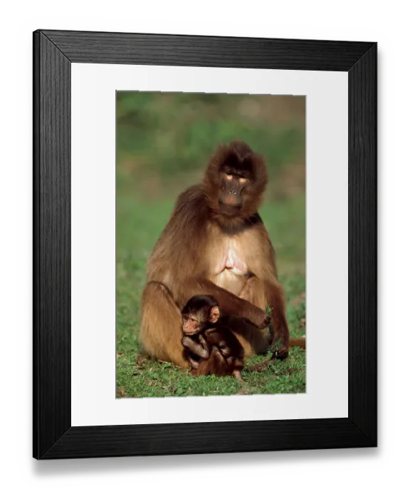 Framed Print : Gelada Baboons (Theropithecus gelada)