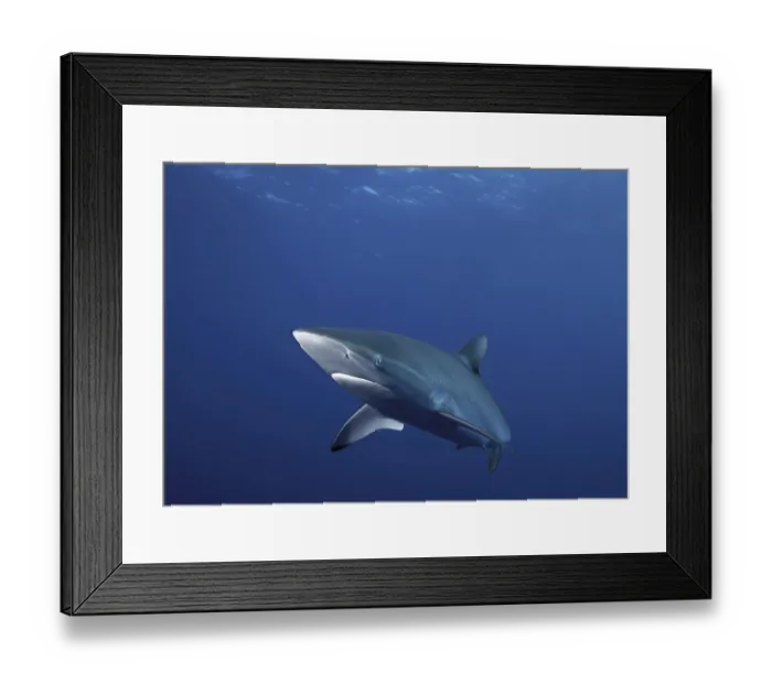 Framed Print : Caribbean Reef Shark (Carcharhinus perezi) Framed Print : Caribbean Reef Shark (Carcharhinus perezi)