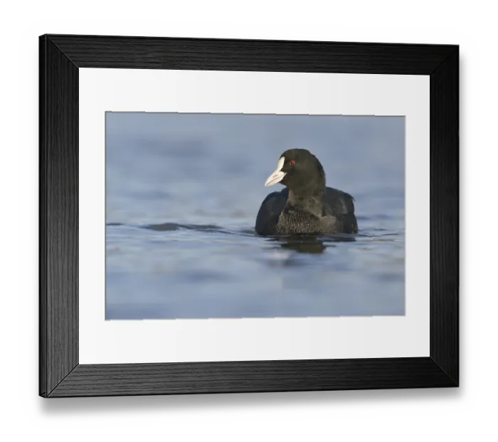 Framed Print : Coot (Fulica atra), swimming, Leipzig