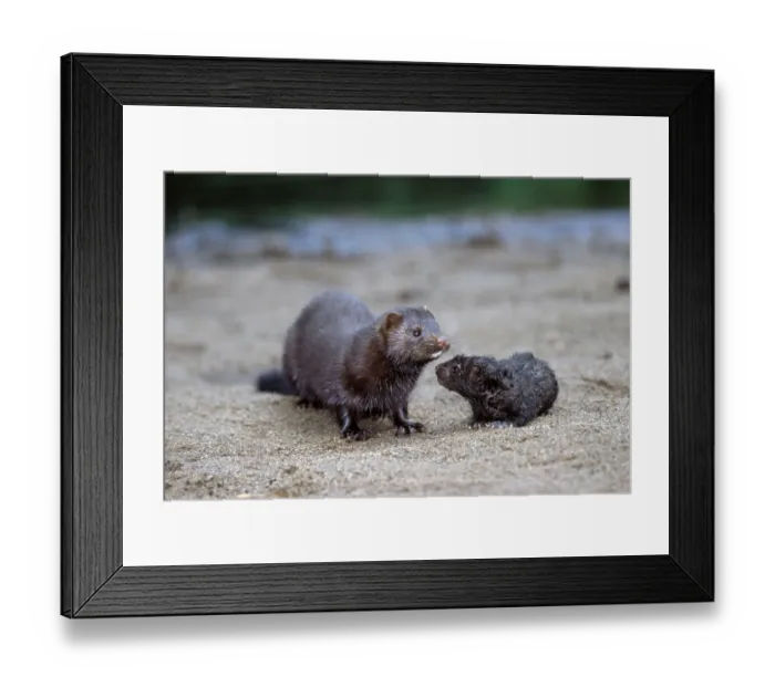 Framed Print : American Mink (Mustela vison) with young Framed Print : American Mink (Mustela vison) with young