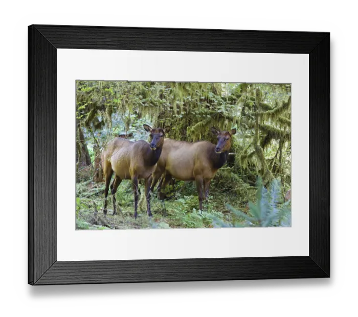 Framed Print : Wapitis, Hoh Rainforest, Olympic national park