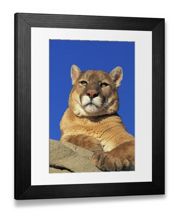 Framed Print : COUGAR (puma concolor), PORTRAIT OF ADULT, MONTANA Framed Print : COUGAR (puma concolor), PORTRAIT OF ADULT, MONTANA