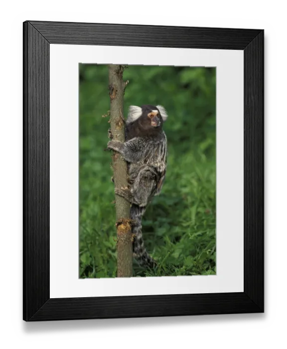 Framed Print : COMMON common marmoset (callithrix jacchus)