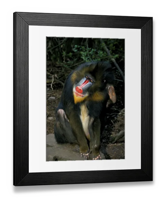 Framed Print : Mandrill (mandrillus sphinx), male crossing his head with his foot