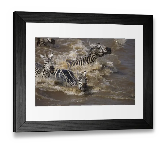 Framed Print : Burchell's zebra (equus burchelli) Framed Print : Burchell's zebra (equus burchelli)