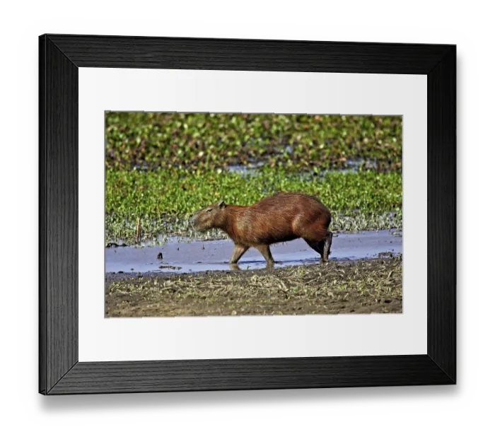 Framed Print : Capybara (hydrochoerus hydrochaeris) Framed Print : Capybara (hydrochoerus hydrochaeris)
