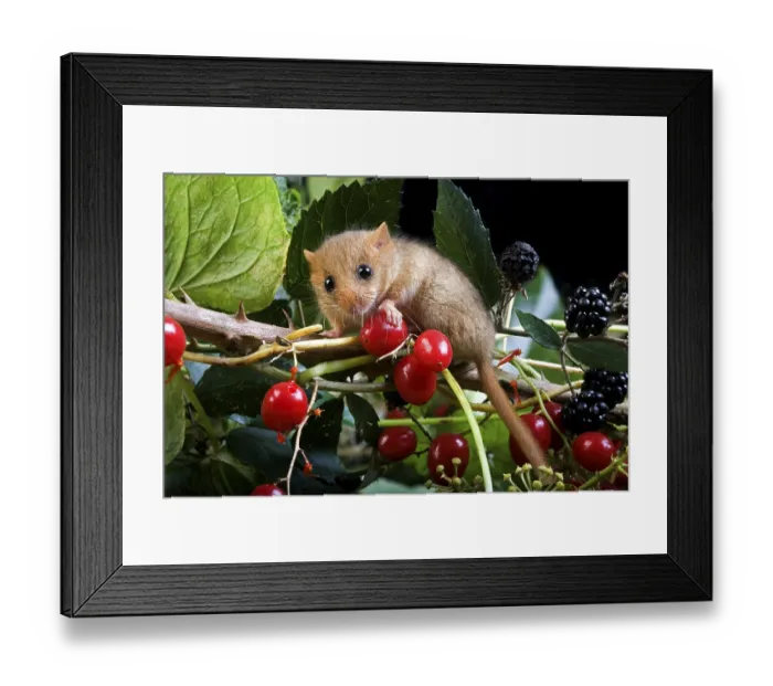 Framed Print : COMMON hazel dormouse (muscardinus avellanarius) Framed Print : COMMON hazel dormouse (muscardinus avellanarius)
