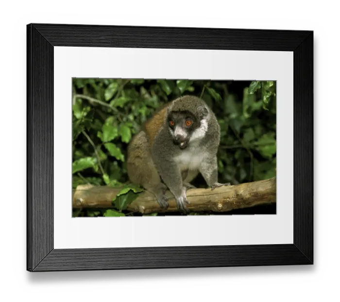 Framed Print : MONGOOSE LEMUR (lemur mongoz), ERWACHSENER AUF BRANCHE Framed Print : MONGOOSE LEMUR (lemur mongoz), ERWACHSENER AUF BRANCHE