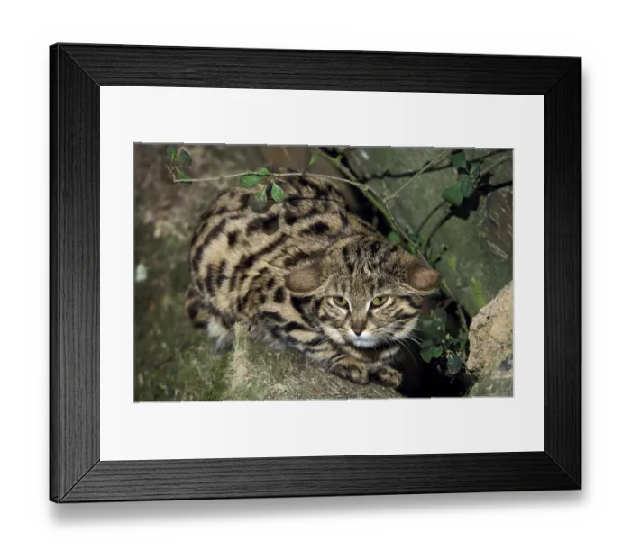 Framed Print : Black-footed cat (felis nigripes) Framed Print : Black-footed cat (felis nigripes)