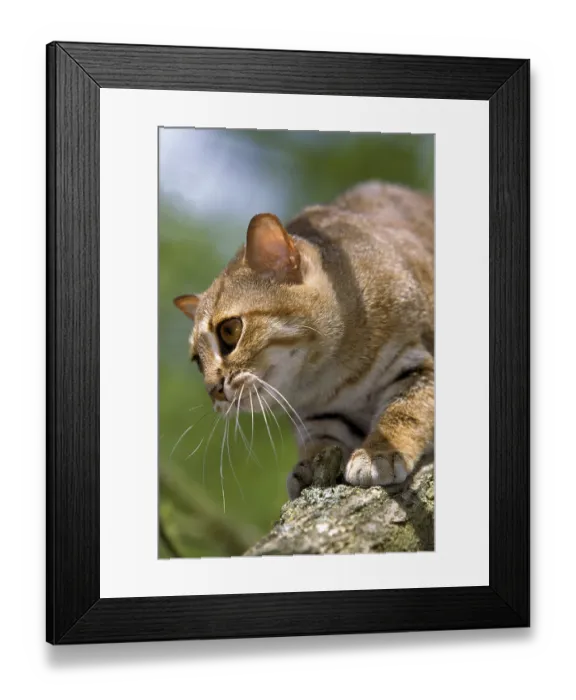 Framed Print : Rusty-spotted cat (prionailurus rubiginosus) Framed Print : Rusty-spotted cat (prionailurus rubiginosus)